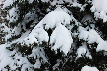 Spruce branches covered with snow