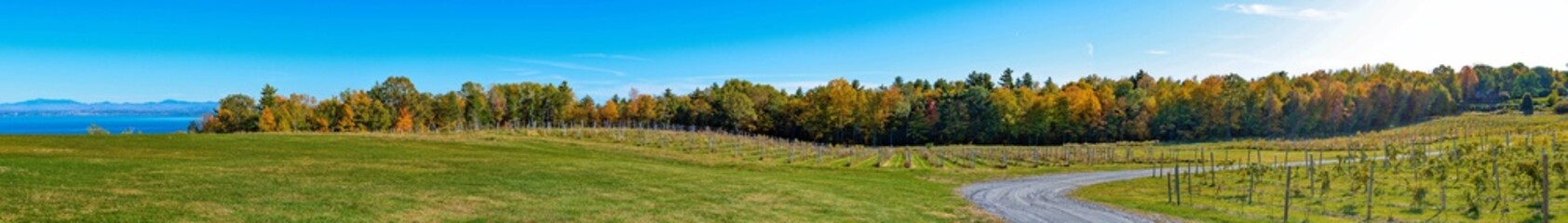 Panoramic view of a vineyard in New-York state in late fall
