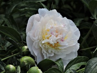 white peony in the garden