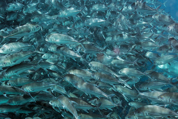 Jackfish shoal in Sipadan coral reef, Borneo, Malaysia