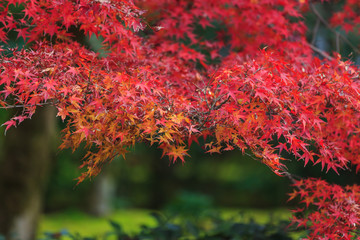 Beautiful Red and Colorful Japanese Maple Leaves Background in Kyoto