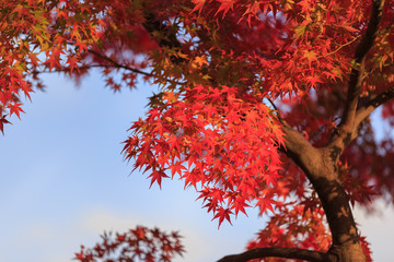 Beautiful Red and Colorful Japanese Maple Leaves Background in Kyoto