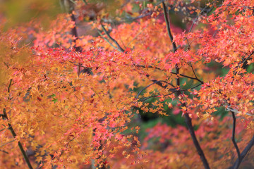 Beautiful Red and Colorful Japanese Maple Leaves Background in Kyoto