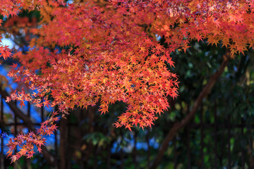 Beautiful Red and Colorful Japanese Maple Leaves Background in Kyoto