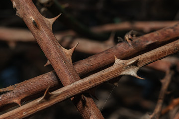 Close up beautiful thorn on a green background. Macro photography view.