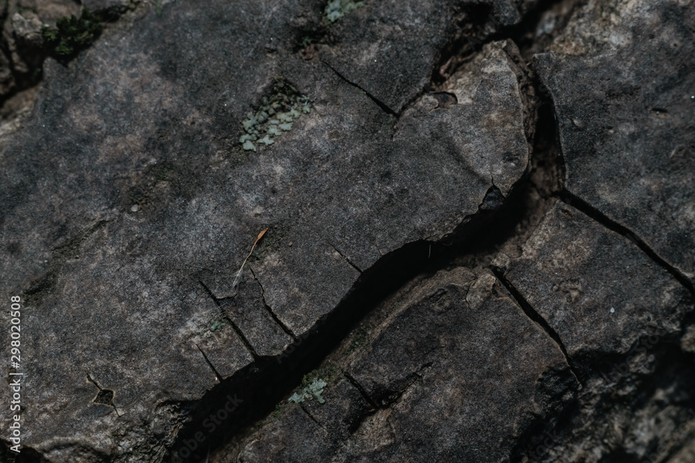 Poster close up beautiful old wooden tree background texture. macro view.