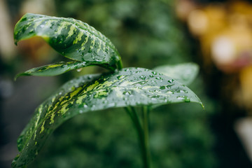 dew drops green tropical leaves ivy outside