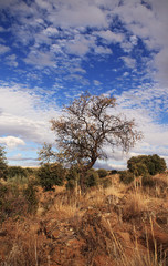 Bucolic image, countryside landscape
