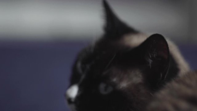 primo piano di gatto siamese sornione