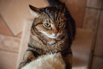 close portrait of serious angry marbled tabby male cat sharpening claws using cat scratcher on floor background at home