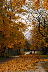 Golden path of leaves and trees in autumn