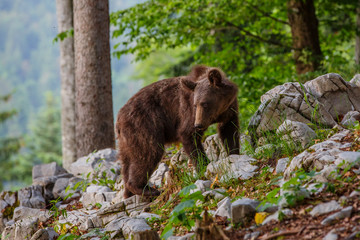 Fototapeta na wymiar Brown bear - close encounter with a young wild brown bears in the forest and mountains of the Notranjska region in Slovenia