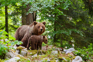 Brown bear - close encounter with a big mother wild brown bear with her cubs in the forest and...