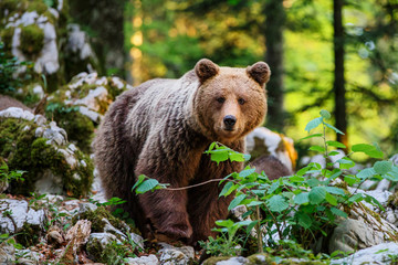 Brown bear - close encounter with a big female wild brown bears in the forest and mountains of the Notranjska region in Slovenia