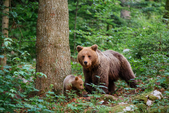 Brown bear - close encounter with a big mother wild brown bear with her cubs in the forest and mountains of the Notranjska region in Slovenia