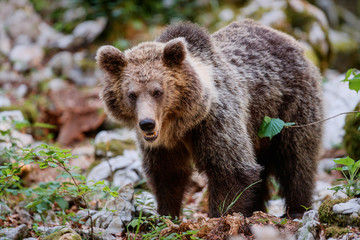Brown bear - close encounter with wild brown bear in the forest and mountains of the Notranjska region in Slovenia