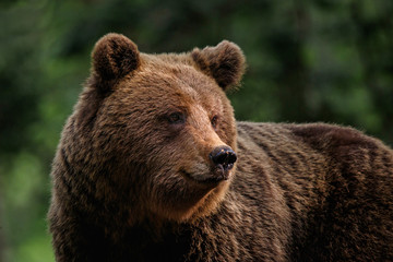 Brown bear - close encounter with a big female wild brown bears in the forest and mountains of the Notranjska region in Slovenia