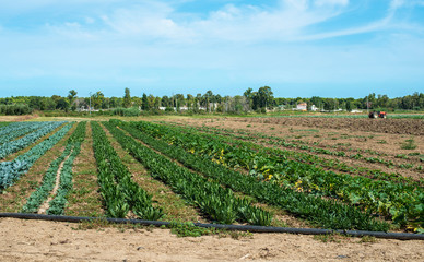 Fototapeta na wymiar Big vegetable plantation. Industrial plantation with green plants in rows.