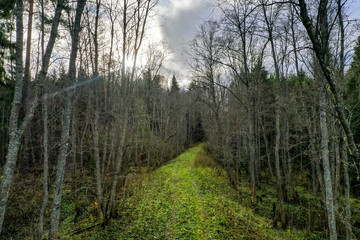 Fototapeta premium The road in the forest. Paths in the deep forest.