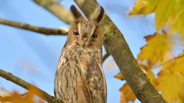 Long-eared owl (Asio otus) sitting high up in a tree with yellow colored leafs during a fall day. Slow motion clip.