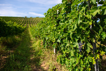 Fototapeta na wymiar Vineyards with red grape for wine making. Big italian vineyard rows.