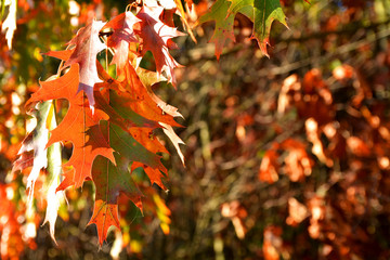 liście dębu czerwonego jesienią