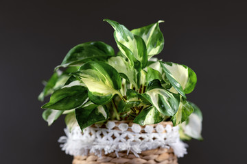 Beautiful full tropical 'Manjula' Pothos, also called 'Happy Leaves', in natural flower pot on dark...