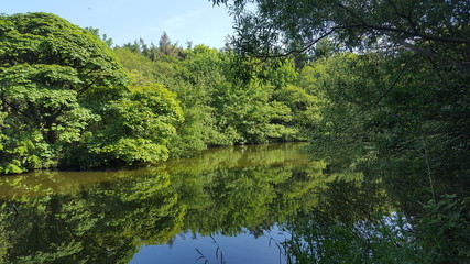 The river Taff in Spring