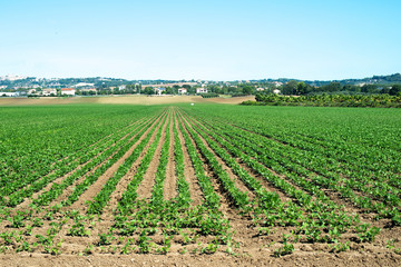 Fototapeta na wymiar Legumes plantation. Soybean plants in rows.