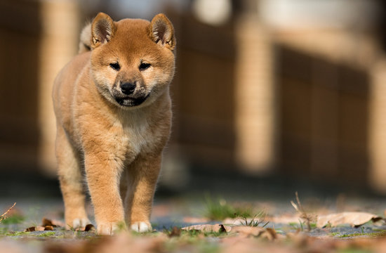 Shiba inu puppy pictures outlet
