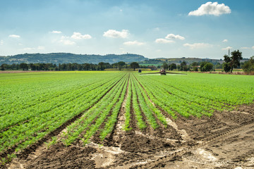 Fennel young plants in rows. Agriculture land with small fennel plants.