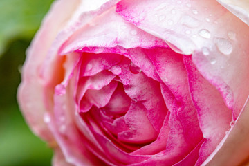 Rosen im Regen