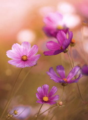 Fioletowe kwiaty - obrazy, fototapety, plakaty
