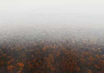 Autumn forest in the fog - top view