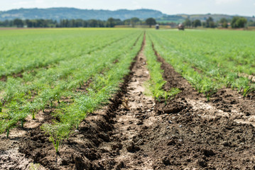 Fototapeta na wymiar Fennel young plants in rows. Agriculture land with small fennel plants.