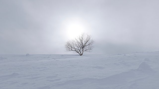 Birch tree growing on the snow in a foggy day with sun behind