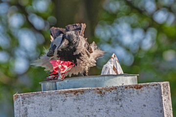 Hooded crow feeding on a plastic packaging from a trash can