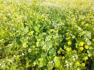 Fototapeta premium Senf und Ölrettich als Zwischenfrucht und Winterkultur EU - Greening