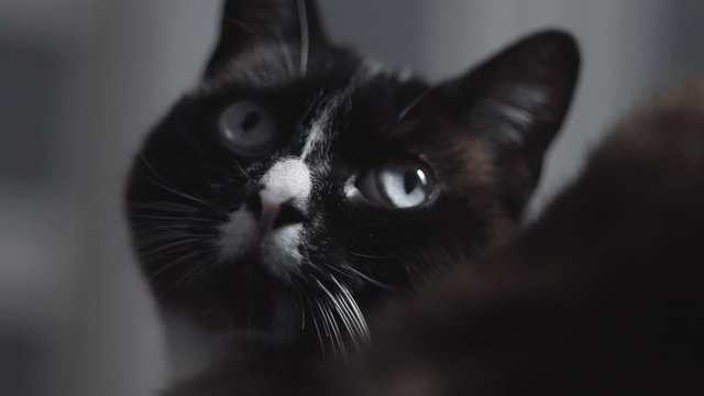 primissimo piano di gatto siamese che gira lo sguardo