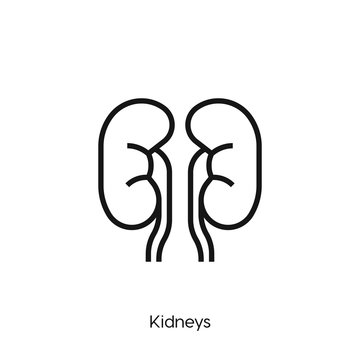kidneys icon. kidneys icon vector. Linear style sign for mobile concept and web design. kidneys symbol illustration vector graphics - Vector	