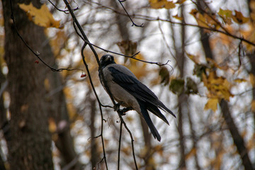 bird on a branch