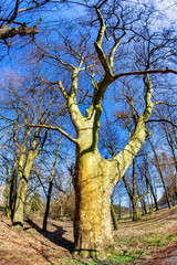 Fototapeta premium magnificent ancient plane tree in spring time