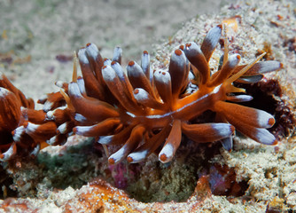 Naklejka na ściany i meble Phyllodesmium magnum Nudibranch, Sea Slag. Philippines.