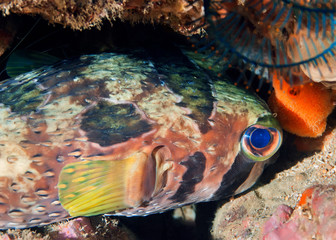 Hedgehog fish hiding in corals. Underwater macro photography, Philippines. © Alexei Alekhin