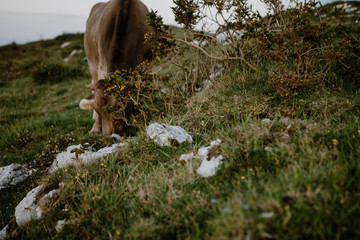 cow