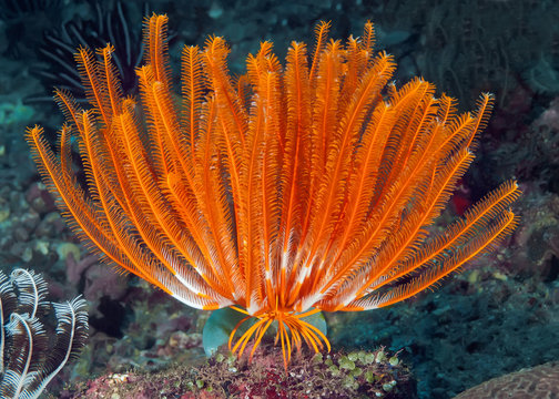 Sea Lily (feather Star) on top of coral. Underwater macro photography