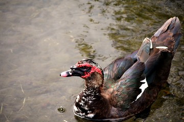 a duck called cairina moschata with the red head