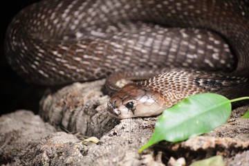 one beautiful and poisonous snake coiled