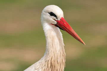 Portrait of a elegant stork