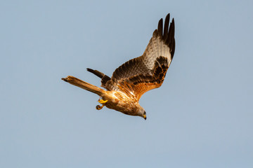 Awesome bird of prey in flight